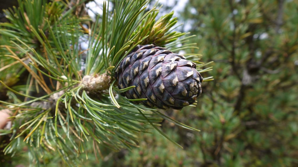 Alles aus Arve/Zirbe Urholz Möbel aus heimischen Edelhölzern